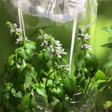 Holy Basil Tulsi Oct 25 2020 26 - Flower Buds of Oya Tulsi 2gou Water Cultured Flowers Blooming E