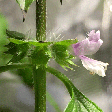 Holy Basil Tulsi Oct 25 2020 28 - Flower Buds of Oya Tulsi 2gou Water Cultured Flowers Blooming E