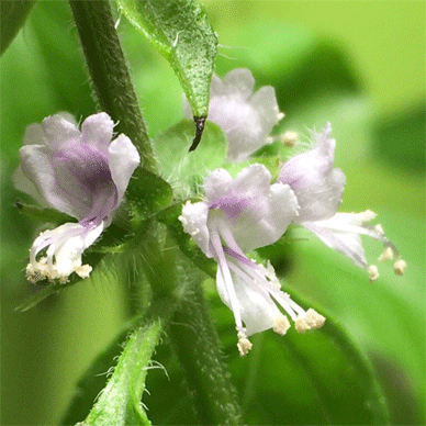 Holy Basil Tulsi Oct 25 2020 30 - Flower Buds of Oya Tulsi 2gou Water Cultured Flowers Blooming E