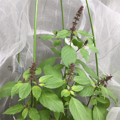 Holy Basil Tulsi Oct 27 2020 1 - Oya Tulsi with Insect Repellent Screen Morning