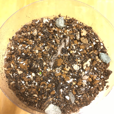 Holy Basil Tulsi Oct 3 2020 52 - Krishna Tulsi Seeds on the Nutrient Packed Soil Germinated (Day 5)