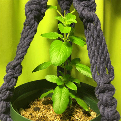 Holy Basil Tulsi Oct 5 2020 4 - Krishna Tulsi 1gou Morning
