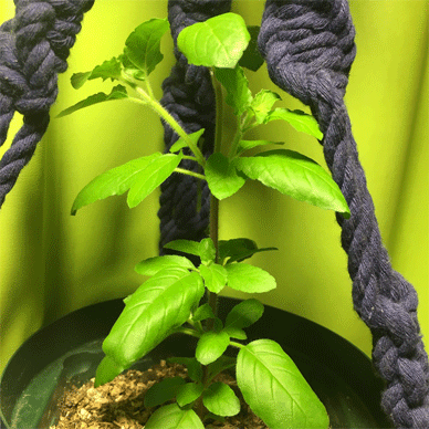 Holy Basil Tulsi Oct 6 2020 26 - Krishna Tulsi 1gou Evening