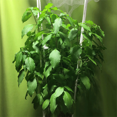 Holy Basil Tulsi Oct 8 2020 35 - Oya Tulsi 2gou Evening