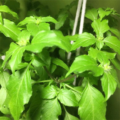 Holy Basil Tulsi Oct 8 2020 36 - Oya Tulsi 2gou Flower Buds Doubled Evening