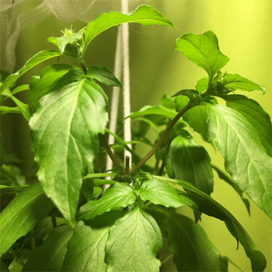 Holy Basil Tulsi Oct 8 2020 37 - Oya Tulsi 2gou Flower Buds Doubled Evening