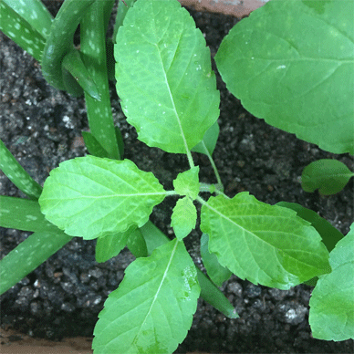 Holy Basil Tulsi Oct 9 2020 1 - Krishna Tulsi LEFT Morning