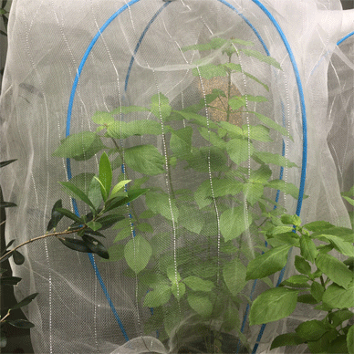 Holy Basil Tulsi Oct 9 2020 9 - Oya Tulsi with Insect Repellent Screen Morning