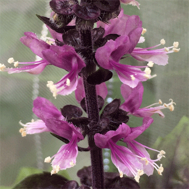 Dark Opal Basil ダークオパールバジルのflowers 花が咲きました 今年は種が採れそうです Infinite Holy Basil Tulsi ホーリーバジル トゥルシー との日々