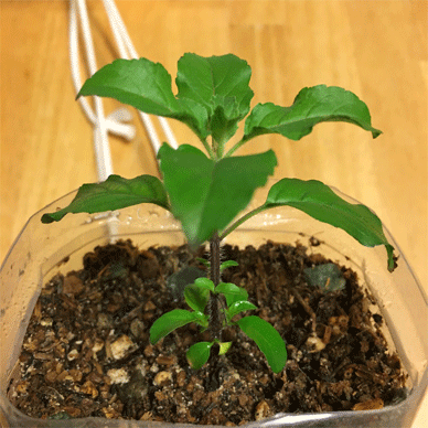 Holy Basil Tulsi Sept 11 2020 15 - Krishna Tulsi 2gou Evening