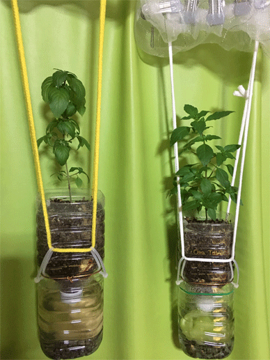 Holy Basil Tulsi Sept 1 2020 1 - Oya Tulsi PET bottle Self Watering Pots Morning gif.gif