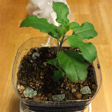 Holy Basil Tulsi Sept 12 2020 16 - Krishna Tulsi 2gou Soil Changed and Menedael added
