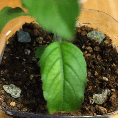Holy Basil Tulsi Sept 12 2020 20 - Krishna Tulsi 2gou After Menedael Morning