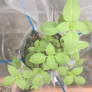 Holy Basil Tulsi Sept 14 2020 1 - Oya Tulsi with Insect Repellent Screen Morning