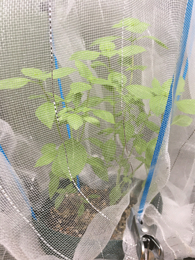 Holy Basil Tulsi Sept 14 2020 2 - Oya Tulsi with Insect Repellent Screen Height