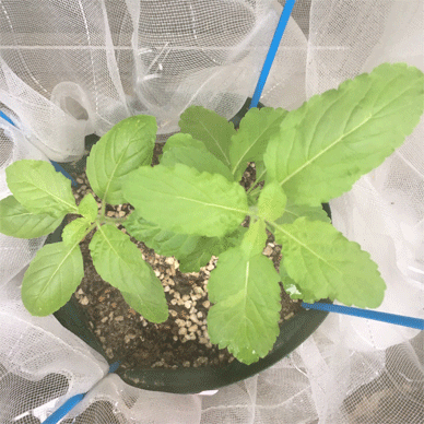 Holy Basil Tulsi Sept 14 2020 3 - Krishna Tulsi with Insect Repellent Screen Morning