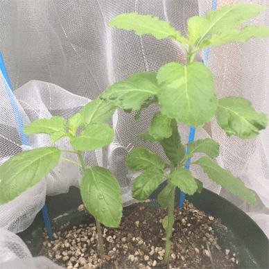 Holy Basil Tulsi Sept 14 2020 4 - Krishna Tulsi with Insect Repellent Screen Height