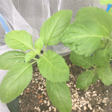 Holy Basil Tulsi Sept 14 2020 5 - Krishna Tulsi with anti bug screen Not infected leaves