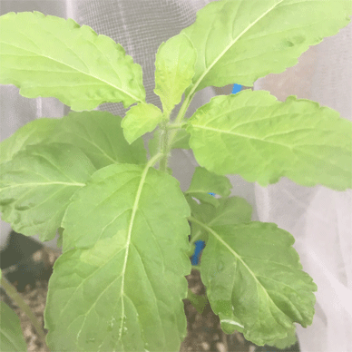 Holy Basil Tulsi Sept 14 2020 6 - Krishna Tulsi with anti bug screen Not infected leaves