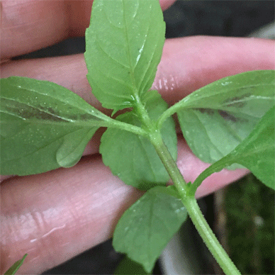 Holy Basil Tulsi Sept 15 2020 11 - Oya Tulsi in the Moss Covered Pot got PURPLE Evening