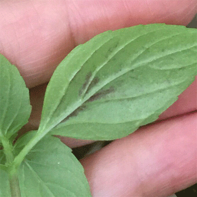 Holy Basil Tulsi Sept 16 2020 10 - Oya Tulsi in the Moss Covered Pot started to have PURPLE