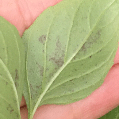 Holy Basil Tulsi Sept 16 2020 2 - Oya Tulsi with anti bug Screen started to have PURPLE Morning