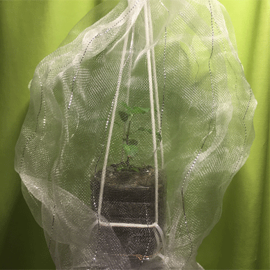 Holy Basil Tulsi Sept 18 2020 2 - Krishna Tulsi 2gou Getting ready for Sunbathing gif.gif