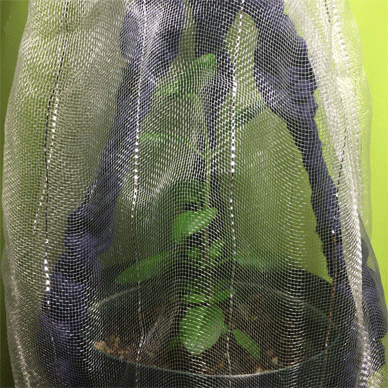 Holy Basil Tulsi Sept 18 2020 4 - Krishna Tulsi 1gou Getting ready for Sunbathing gif.gif
