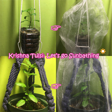 Krishna Tulsi: Let's go sunbathig 🌞 Holy Basil Tulsi Sept 18 2020 4 - Krishna Tulsi 1gou and 2gou Getting ready for Sunbathing