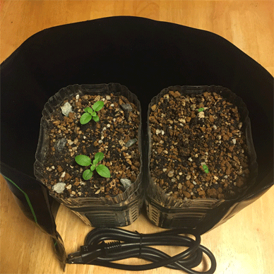 Holy Basil Tulsi Sept 19 2020 10 - Heat Mats for Wintering