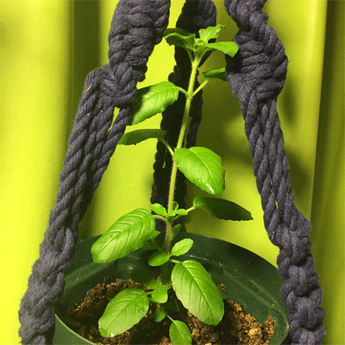 Holy Basil Tulsi Sept 20 2020 12 - Krishna Tulsi 1gou Evening gif.gif