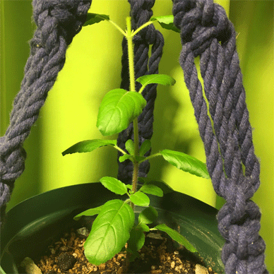 Holy Basil Tulsi Sept 21 2020 12 - Krishna Tulsi 1gou TOCHOU Legginess Top Pinching
