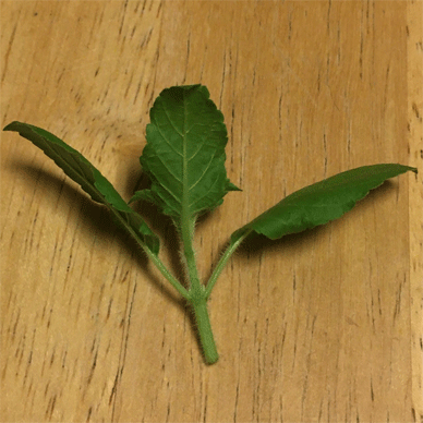 Holy Basil Tulsi Sept 21 2020 13 - Krishna Tulsi 1gou TOCHOU Legginess Top Pinching