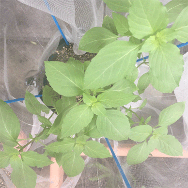 Holy Basil Tulsi Sept 21 2020 2 - Oya Tulsi with Insect Repellent Screen Morning