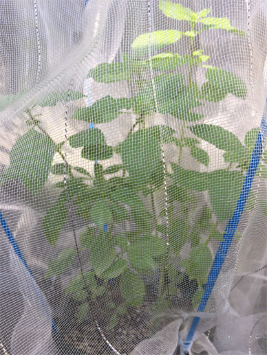 Holy Basil Tulsi Sept 22 2020 1 - Oya Tulsi with Insect Repellent Screen Morning