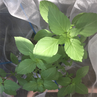 Holy Basil Tulsi Sept 22 2020 2 - Oya Tulsi with Insect Repellent Screen Morning