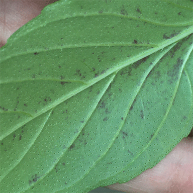 Holy Basil Tulsi Sept 22 2020 3 - Oya Tulsi with Insect Repellent Screen Purple