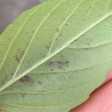 Holy Basil Tulsi Sept 22 2020 4 - Oya Tulsi with Insect Repellent Screen Purple