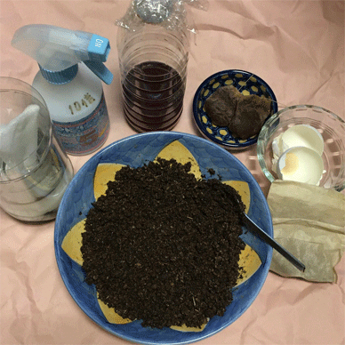 Holy Basil Tulsi Sept 29 2020 22 - Making nutrient packed soil for Krishna Tulsi Newly seeding