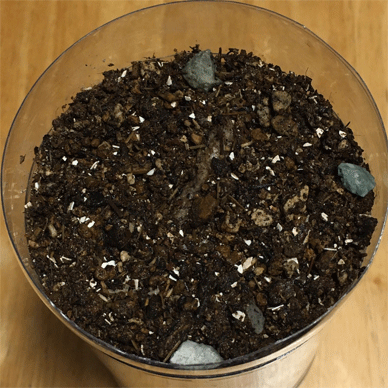 Holy Basil Tulsi Sept 29 2020 30 - Making nutrient packed soil for Krishna Tulsi Newly seeding