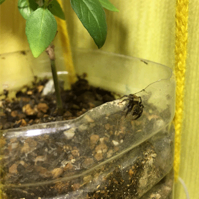 Holy Basil Tulsi Sept 3 2020 40 - Spidee still liking Oya Tulsi 1gou Evening