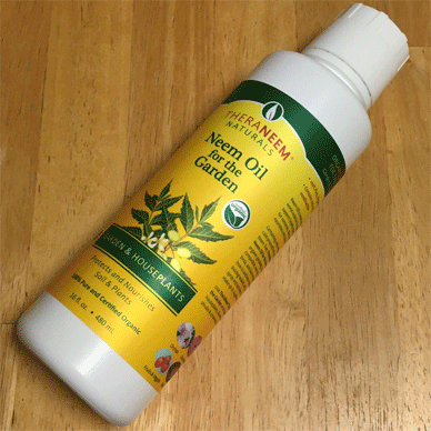 Holy Basil Tulsi Sept 4 2020 12 - TheraNEEM Naturals Neem Seed Oil for the Garden