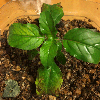Holy Basil Tulsi Sept 4 2020 26 - Krishna Tulsi 2gou Evening