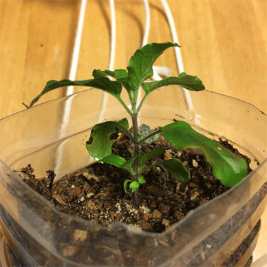 Holy Basil Tulsi Sept 5 2020 31 - Krishna Tulsi 2gou something wrong Evening