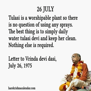 Nature: Holy Basil Tulsi knows their own way